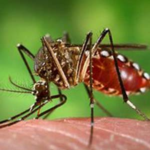 شیوع بیماری تب دنگی و مالاریا در پایتخت هند