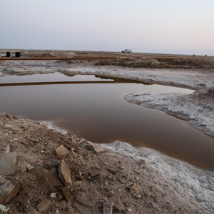 شادگان، قربانی اصلی نابودی نخلستان‌های خوزستان