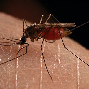 گسترش مالاریای مقاوم به دارو در جنوب شرق آسیا