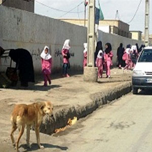 بیداد سگ‌های ولگرد در سیستان‌و‌بلوچستان