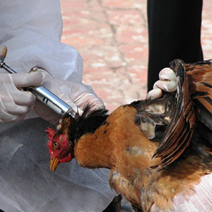 یک مورد مثبت از آنفلوآنزای مرغی در بناب