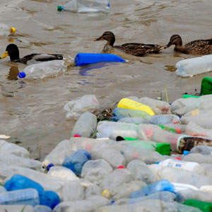بلایی که زباله‌های پلاستیکی بر سر پرنده‌ها می‌آورند