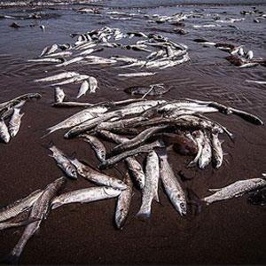 تکذیب آلودگی ماهیان خزر