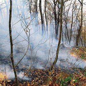 حریق در مراتع و جنگل‌های 5 نقطه از استان‌های شمالی/ آتش‌سوزی در جنگل ابر تحت کنترل است