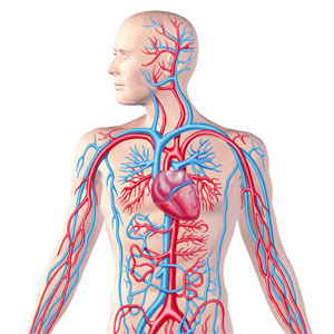 حقایقی جالب توجه درباره سیستم گردش خون انسان
