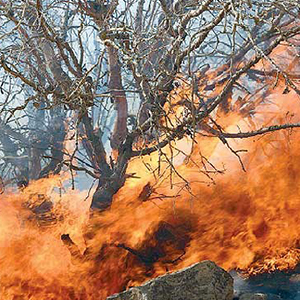 آتش زدن عمدی باغ 3 هزار متری از سوی سازمان اوقاف/ تلاش برای تبدیل باغ وقفی به ملک مسکونی