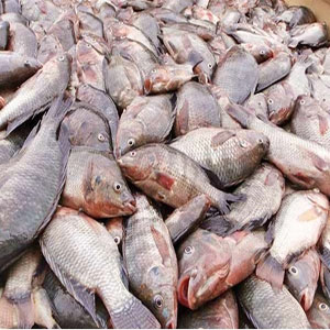 بحرانی دیگر با صدور مجوز پرورش ماهی مهاجم