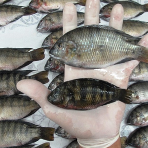 پیامد های موافقت سازمان محیط زیست با تکثیر یک گونه ماهی مهاجم و غیر بومی