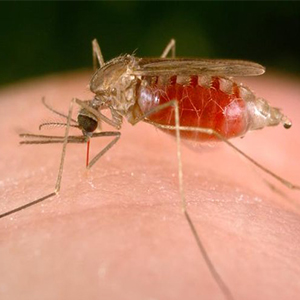 کمبود بودجه، روند مقابله با مالاریا را متوقف کرده است