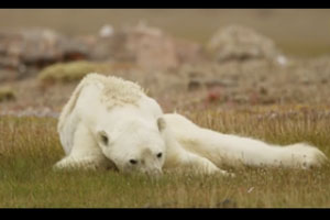 فیلم/لحظات دردناک یک خرس قطبی/ گرمتر شدن، چه بلایی سر زمین آورده است