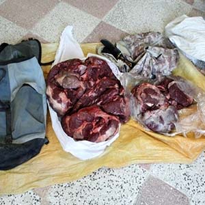 کشف گوشت خرس در جنوب تهران صحت ندارد