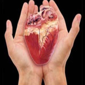 تولید قلب ضربان دار به وسیله اسکلت قلب موش و سلول‌های بنیادی انسان
