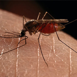 حذف مالاریا تا سال 1404 از مهمترین برنامه‌های وزارت بهداشت