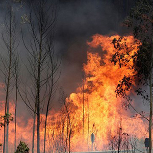 آتش سوزی درجنگل های گلوگاه در شرق مازندران