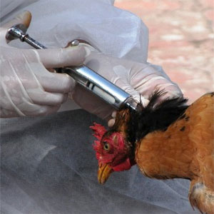 اقدامات دولت برای مقابله با آنفلوآنزای پرندگان