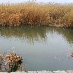 تدوین برنامه حفاظتی برای تالاب‌های اقماری دریاچه ارومیه