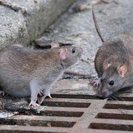 عقیم کردن موشهای شهرهای ایران شوخی است؟