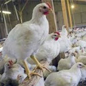 راه‌های انتقال آنفلوانزای مرغی