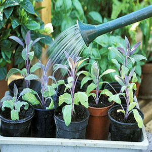 باغبانی به حفظ سلامت سالمندان کمک می کند