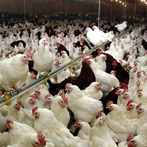 شناسایی چند کانون آنفلوانزای مرغی در مازندران