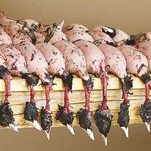 فریدونکنار، رکورددار کشتار پرندگان