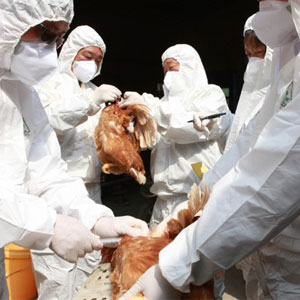 شیوع آنفولانزای مرغی ۲۷۰۰ کارگر را بیکار کرد
