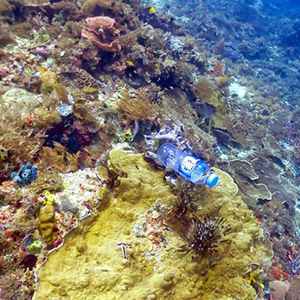 پلاستیک ها مرجان ها را می کشند