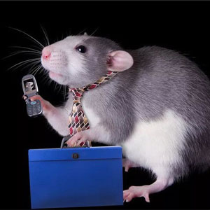امواج تلفن همراه باعث عارضه قلبی در موش‌ها شد