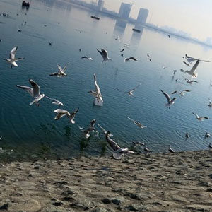 وضعیت آنفلوانزای پرندگان در حاشیه دریاچه خلیج‌فارس/تمام کشور به یک اندازه در معرض خطر است