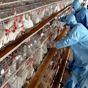 آخرین آمارها از شیوع آنفلوانزای فوق حاد پرندگان در کشور