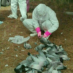 تلفات کبوتران اسلام آباد آنفلوانزا نیست