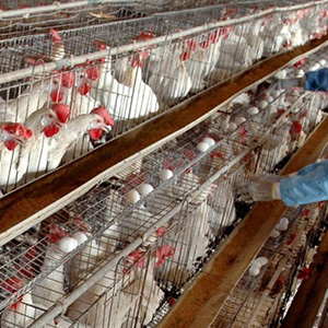 یک میلیون قطعه مرغ آلوده به آنفلوانزا در شهرستان ری معدوم شد