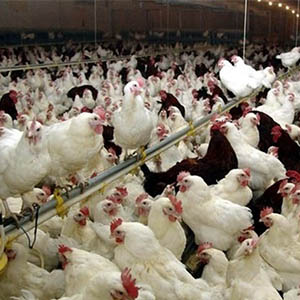 6 واحد مرغ گوشتی در قم درگیر آنفولانزا شده‌اند/ مورد انسانی در گیلان مشاهده شده