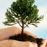 آیا کاشت درخت همیشه و همه‌جا یک ارزش است؟!