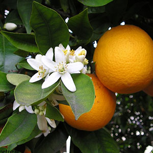 عرق بهار نارنج چه خواصی دارد؟