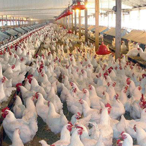 توضیح وزارت بهداشت درباره آنفلوآنزای پرندگان در کرمانشاه