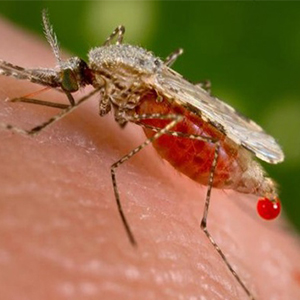مقاومت به داروهای ضد مالاریا در ایران بسیار محدود است