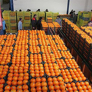 آغاز توزیع میوه‌های دولتی برای عید + قیمت