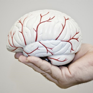 رشد مغز در همه سنین ادامه دارد