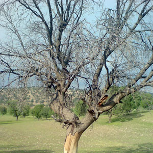 نیمی از درختان بلوط زاگرس بیمارند و در خطر خشک شدن