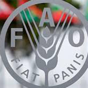 فائو: بهای مواد غذایی برای دومین ماه متوالی افزایش یافت
