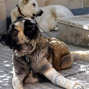 سگ‌آزاری در ایران مواجه با خلأ قانونی