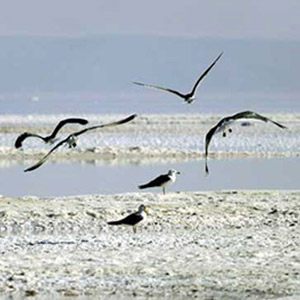 کاهش مهاجرت پرندگان با خشکی دریاچه ارومیه
