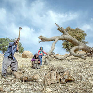 فاجعه‌ای عظیم‌تر از خشک شدن دریاچه ارومیه در انتظار جنگل‌های غرب کشور است