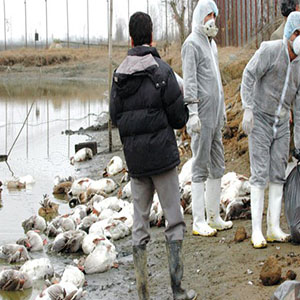آنفلوانزای پرندگان در ایران مهار شد
