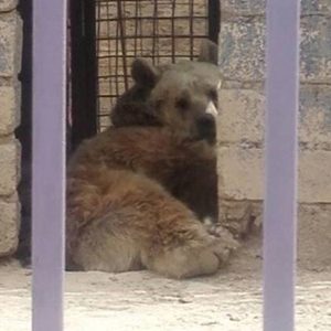 عکس/ آب‌شدن حیوانات در دوزخی به نام باغ وحش هویزه