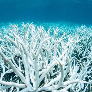 ممنوعیت مصرف کرم‌های ضدآفتاب برای نجات صخره‌های مرجانی