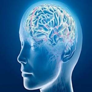 ارتباط بین قد و هوش ناشی از اندازه مغز است
