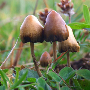تنها حدود ۶ درصد از قارچ‌ها خوراکی هستند/قارچ‌های سمی هیچ پادزهری ندارند