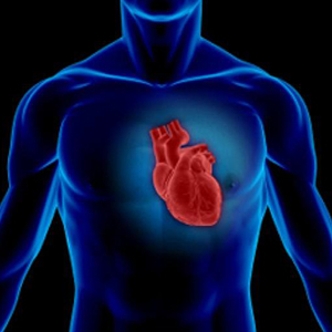 شناسایی آنتی اکسیدان طبیعی که سلامت قلب را بهبود می بخشد